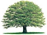 庭木の伐採・処分、網戸の取付け・張り替え、ご遺品整理 / 川崎区